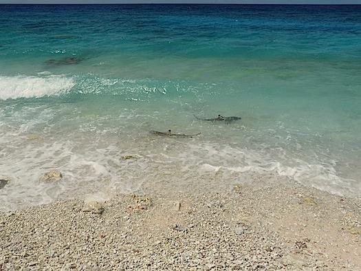 Muchos viajeros vienen a Fakarava atraídos por la fauna marina