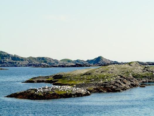 Pájaros marinos, terrestres y migratorios se reúnen en Lofoten ofreciendo imágenes impactantes