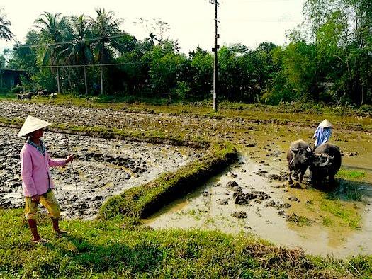 La carretera que conduce desde Hanoi a Halong Ville ofrece las mejores imágenes del país