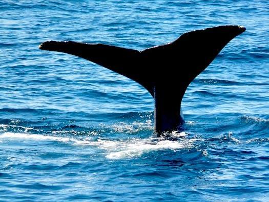 Observación de ballenas en Vesteralen
