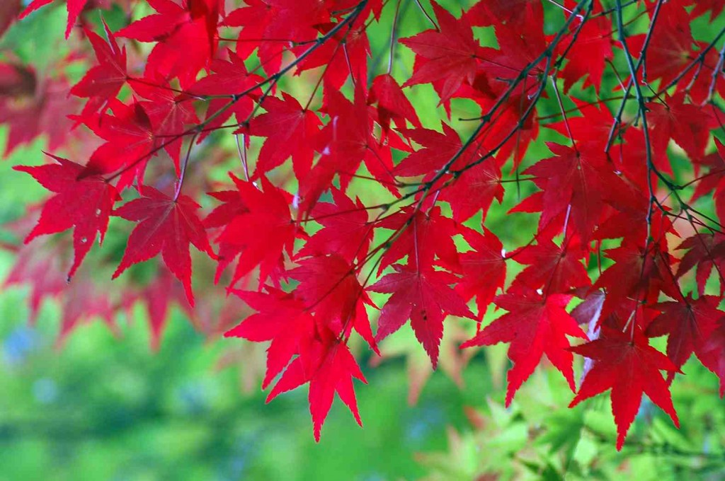 En otoño, los jardines que adornan los templos se tiñen de colores tan intensos que parecen pintados.