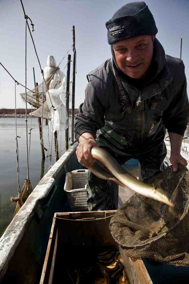 Pesca de anguilas, Delta del Po