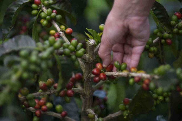 Recolección de café