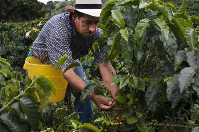 Un campesino recolecta el café en la Hacienda San Alberto (Buenavista, Quindío)