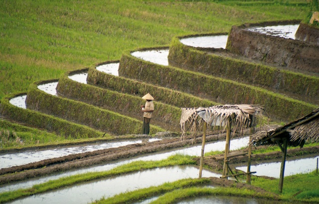 Los campesinos han transformado la tierra volcánica de Bali en fértiles arrozales.