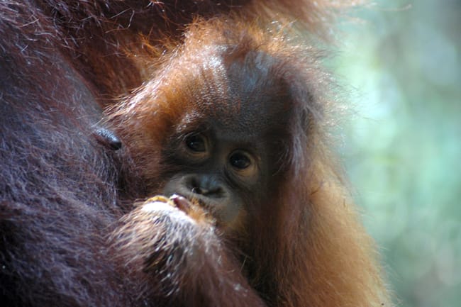 BORNEO, INDONESIA: El último refugio del orangután