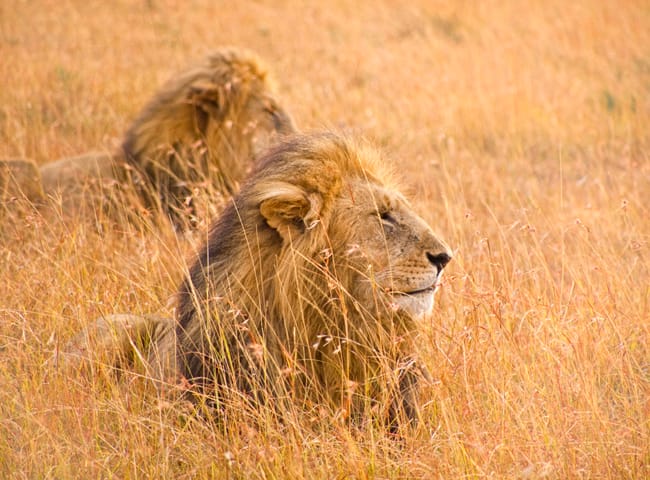 KENIA,  MEMORIAS DE AFRICA
