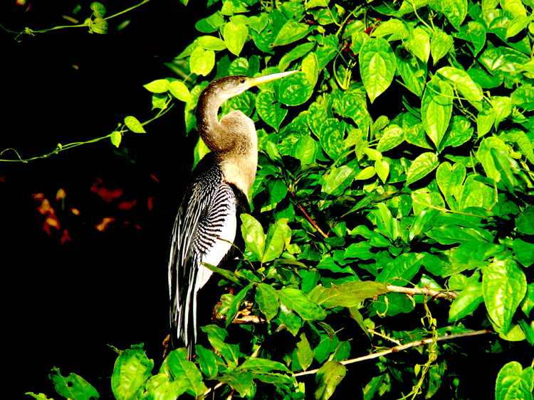 Costa Rica sorprende por la gran cantidad de especies de aves