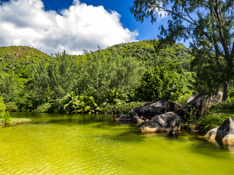 Belleza selvática en Praslin