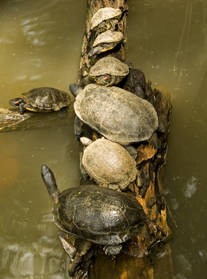 tortugas