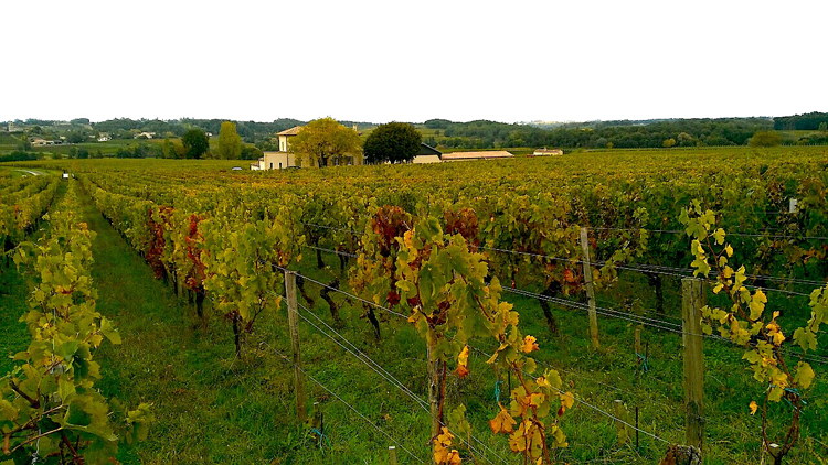 Viñedos de Aquitania