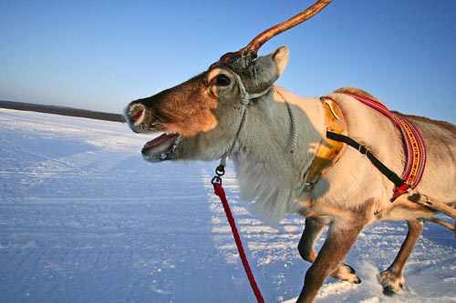 FINLANDIA: En Laponia todo está a punto