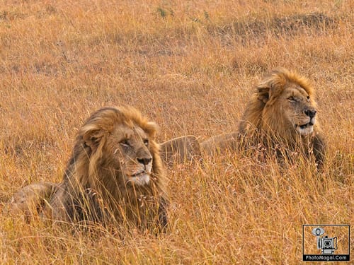 KENIA Y TANZANIA: ME VOY DE SAFARI, ¿TE VIENES?